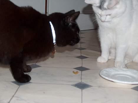 Huskat Mary - Værs´go Sigurd. Du må gerne spise resten af min oliven.. billede 2