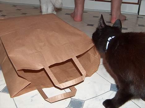 Huskat Mary - YES! Posen er ledig! billede 4