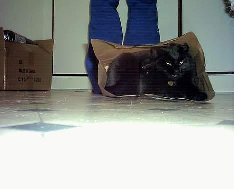 Huskat Mary - Endelig fik jeg posen, så kom ikke og tro DU skal låne den! billede 6