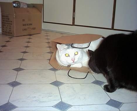 Huskat Mary - Hmm... Kunne jeg dog bare få ham lokket ud derfra, så jeg selv kan få pladsen! billede 7