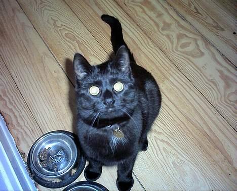 Huskat Mary - Er jeg ikke dejlig! billede 8