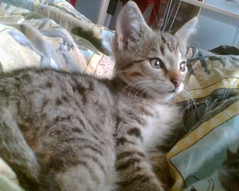 Blanding af racer Leo billede 1