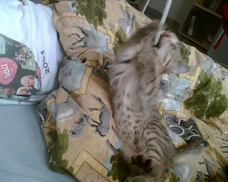 Blanding af racer Leo billede 2