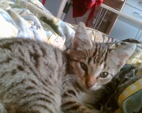 Blanding af racer Leo billede 3