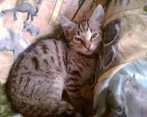 Blanding af racer Leo billede 4