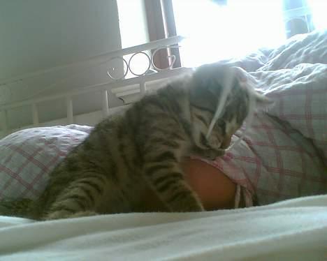 Blanding af racer Leo billede 5