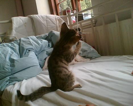 Blanding af racer Leo billede 6