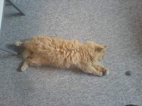 Blanding af racer Leopold - En meter kat billede 2