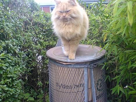 Blanding af racer Leopold billede 3