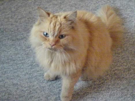 Blanding af racer Leopold billede 4