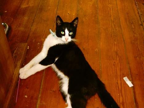 Blanding af racer mads billede 11