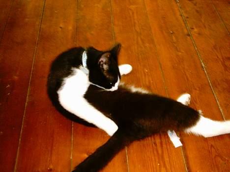 Blanding af racer mads billede 12