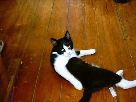 Blanding af racer mads billede 13