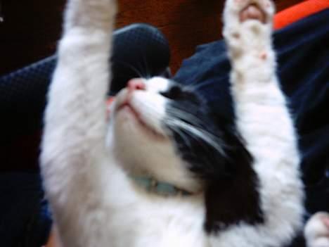 Blanding af racer mads - hænderne op. hehe billede 14