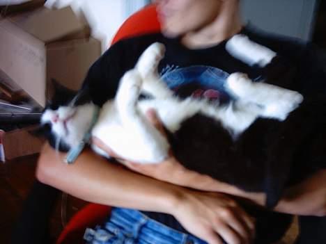 Blanding af racer mads - ligger hos far med alle 4 poter i vejeret billede 15