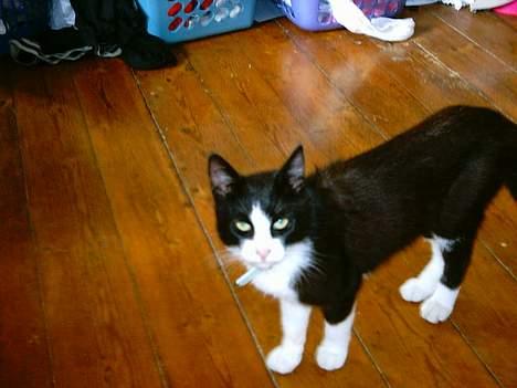 Blanding af racer mads billede 16