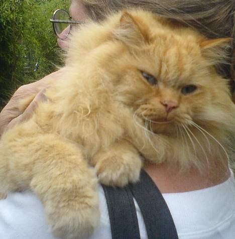 Blanding af racer Leopold - Min mor får lige en krammer billede 5