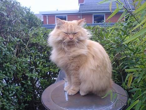 Blanding af racer Leopold - En smule vindblæst billede 6