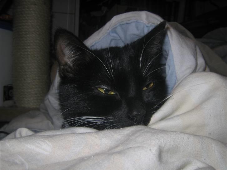 Blanding af racer / Norsk Skovkat  Røskva  - Velkommen! Dette er mit y-billede af Røskva. billede 1