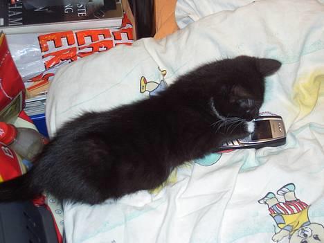 Blanding af racer / Norsk Skovkat  Røskva  - Hvem skal jeg nu skrive til?? billede 2