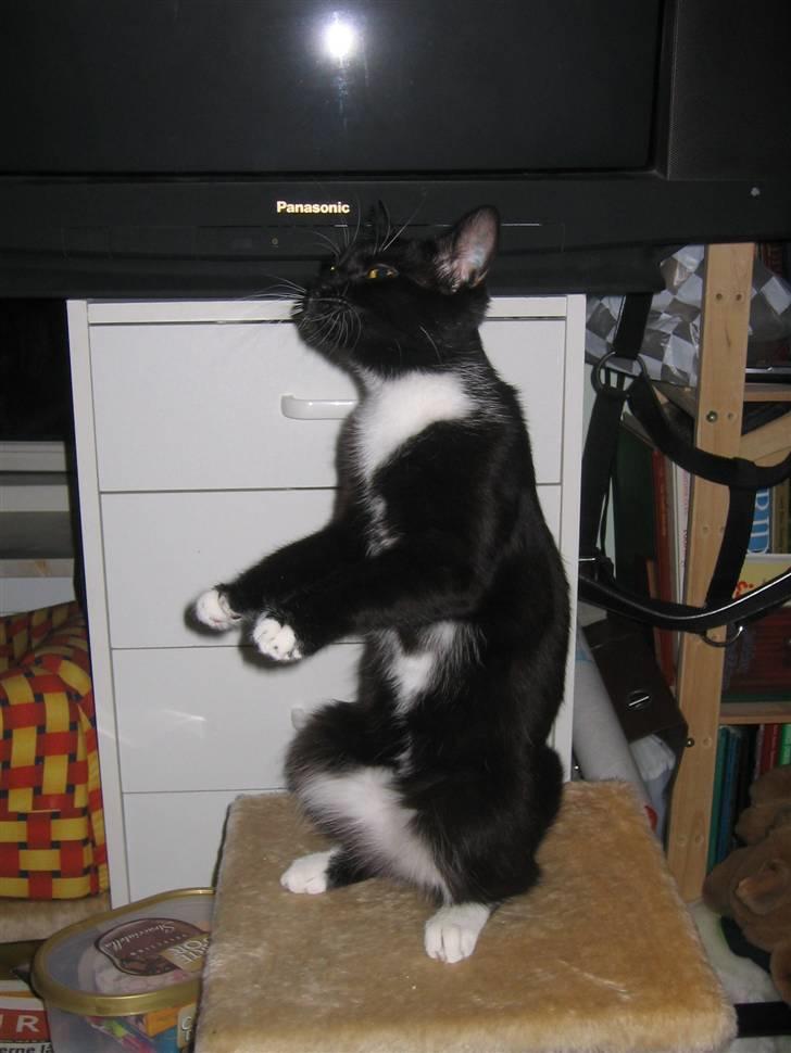 Blanding af racer / Norsk Skovkat  Røskva  - Ja, jeg kan også stå på to ben. billede 3