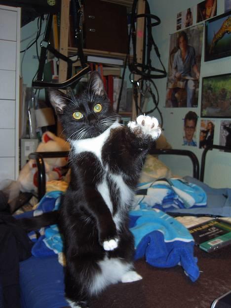 Blanding af racer / Norsk Skovkat  Røskva  - NYT! Hendes nye triks. billede 4