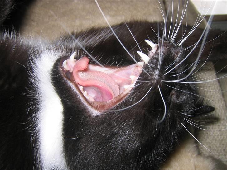 Blanding af racer / Norsk Skovkat  Røskva  - Jeg er farlig! billede 5