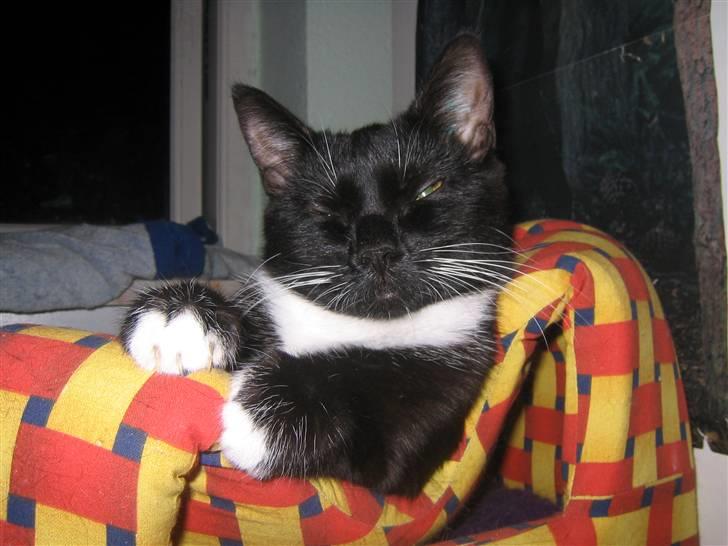 Blanding af racer / Norsk Skovkat  Røskva  - Det her er min seng. billede 6