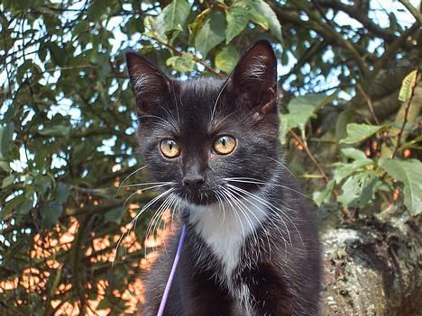 Blanding af racer / Norsk Skovkat  Røskva  - Er hun ikke smuk?? billede 7