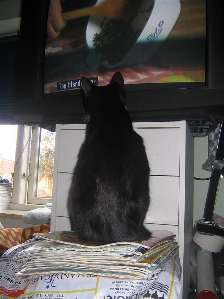 Blanding af racer / Norsk Skovkat  Røskva  - Selv om man er kat kan man vel godt se tv? billede 8