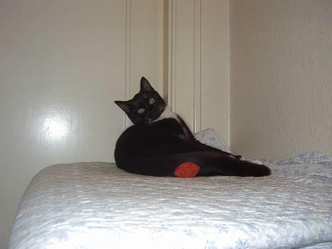 Blanding af racer / Norsk Skovkat  Røskva  - NYT! Min lille fotomodel. billede 9