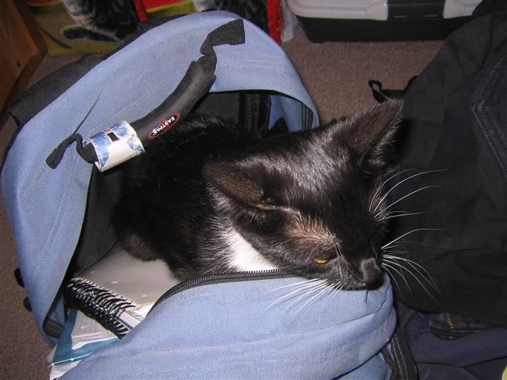 Blanding af racer / Norsk Skovkat  Røskva  - Røskva der tror hun skal med i skole. billede 10