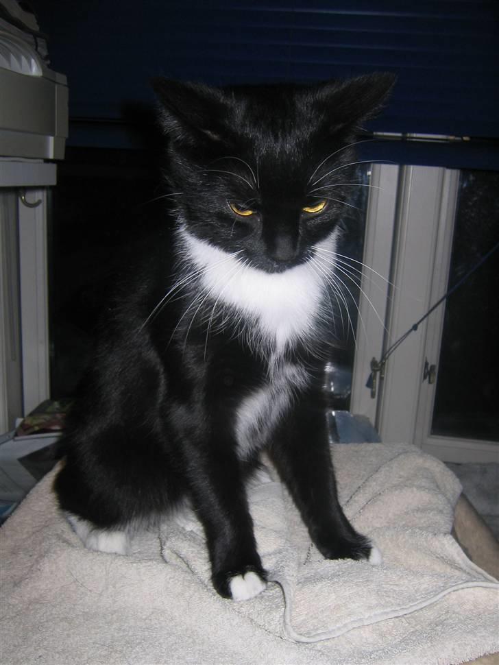 Blanding af racer / Norsk Skovkat  Røskva  - Nu gider jeg ikke flere billeder. billede 11