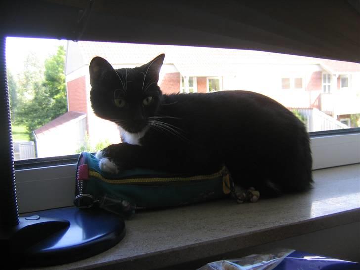 Blanding af racer / Norsk Skovkat  Røskva  - I min nye lejlighed er det godt med noget man kender. billede 12