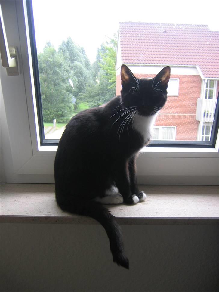 Blanding af racer / Norsk Skovkat  Røskva  - Er jeg ikke smuk? billede 13