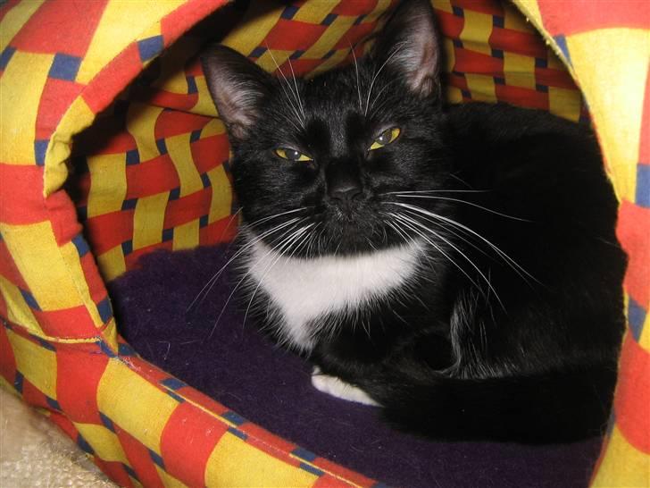 Blanding af racer / Norsk Skovkat  Røskva  - Hej mor. billede 14