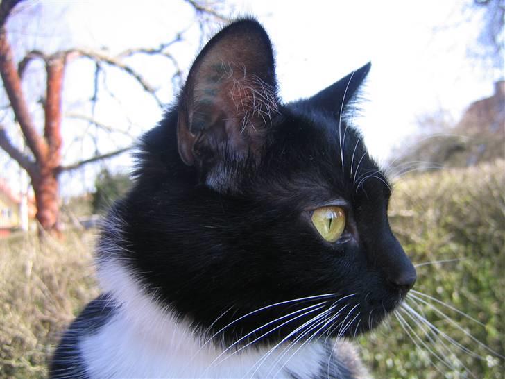 Blanding af racer / Norsk Skovkat  Røskva  - Min smuke kat. billede 15