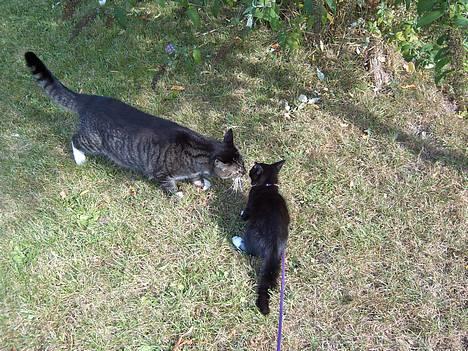 Blanding af racer / Norsk Skovkat  Røskva  - Tjalfe min ene kat og Røskva. billede 16