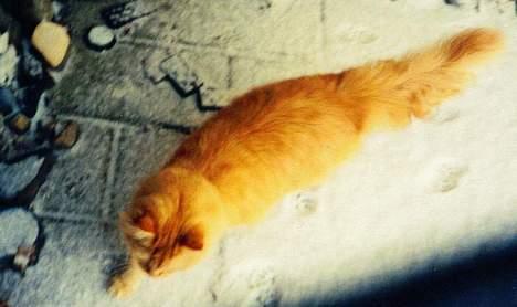 Blanding af racer Leopold - Fodspor i sneen billede 7