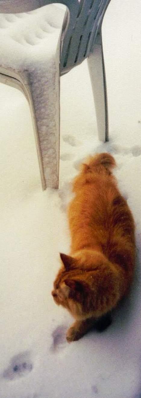 Blanding af racer Leopold - Flere fodspor billede 8