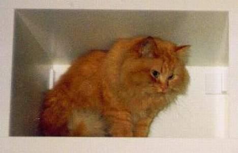 Blanding af racer Leopold - i reolen billede 9