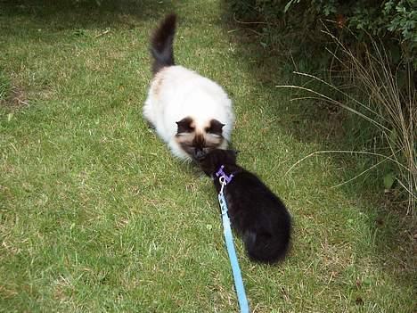 Blanding af racer / Norsk Skovkat  Røskva  - Siska min anden kat og Røskva. billede 17