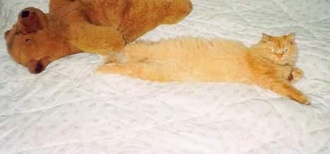 Blanding af racer Leopold - To bamser billede 10