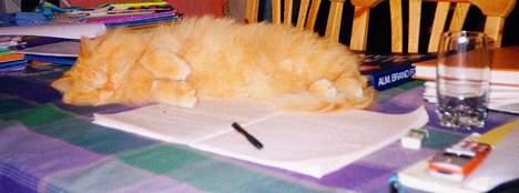 Blanding af racer Leopold - lektiehjælp billede 11