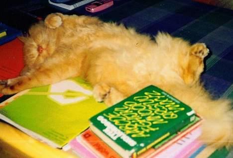 Blanding af racer Leopold - Moralsk opbakning til latin læsning for to år siden billede 12