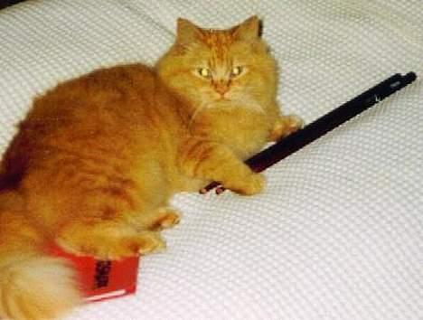 Blanding af racer Leopold - Han kan da også spille på tromme hvis det skal være billede 13