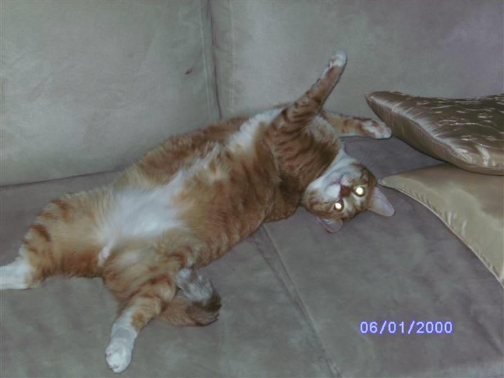 Huskat Garfield billede 1