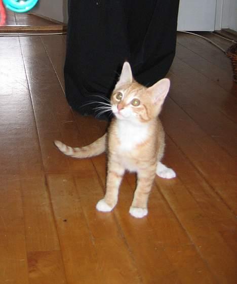 Huskat Garfield billede 2