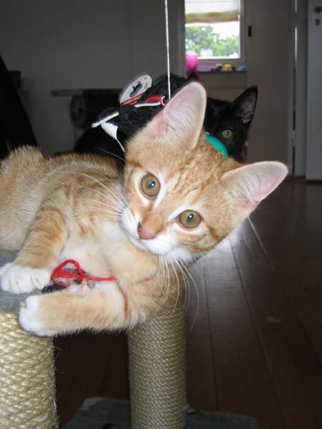 Huskat Garfield billede 3