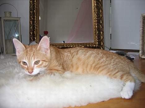 Huskat Garfield billede 4